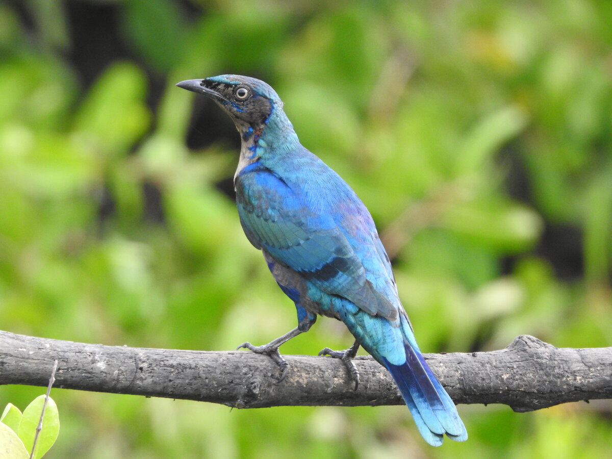 Splendid Glossy Starling